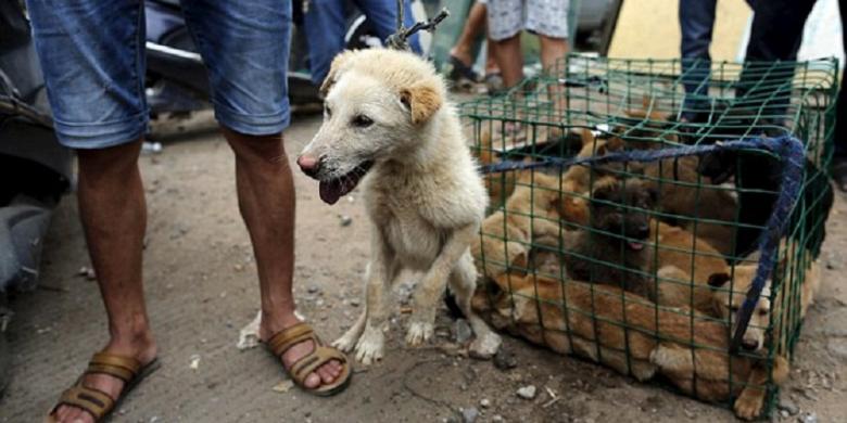 Garut Jadi Pemasok Anjing  Terbesar ke Pulau Sumatera