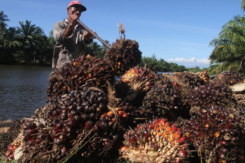 Periode Maret 2020 Harga Referensi CPO Turun Biji Kakao Naik