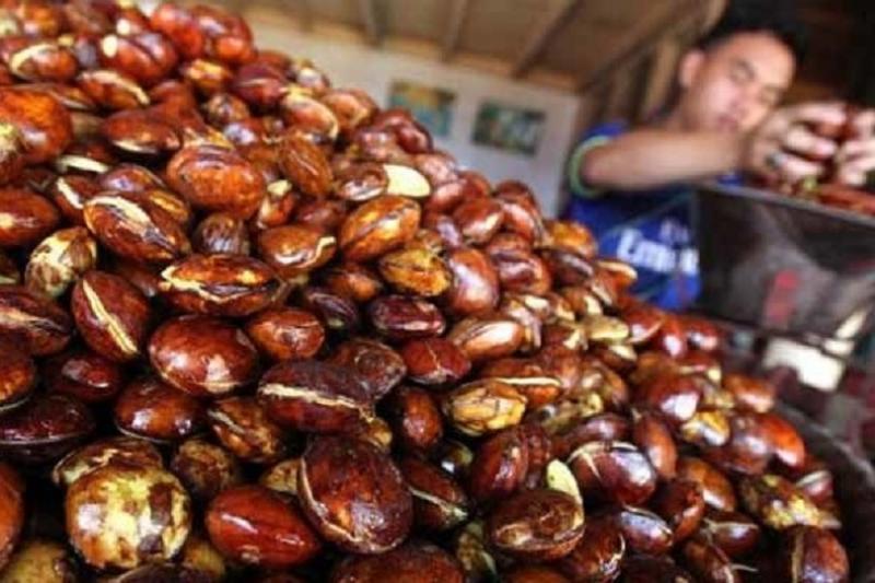 Ternyata Ini Manfaat Jengkol  Bagi Penderita Diabetes