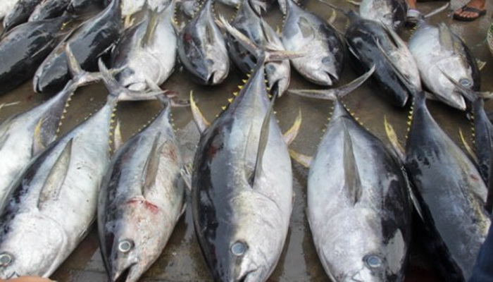 KKP Sebut Ekspor Ikan Segar  Indonesia Terkendala Sistem 